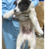 【決定】おとなしい白黒ブチ君♂☆ サムネイル4