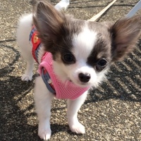 ゆき