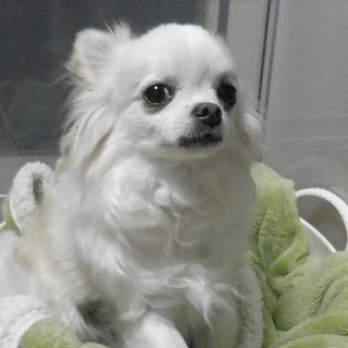 チワワ（オス）