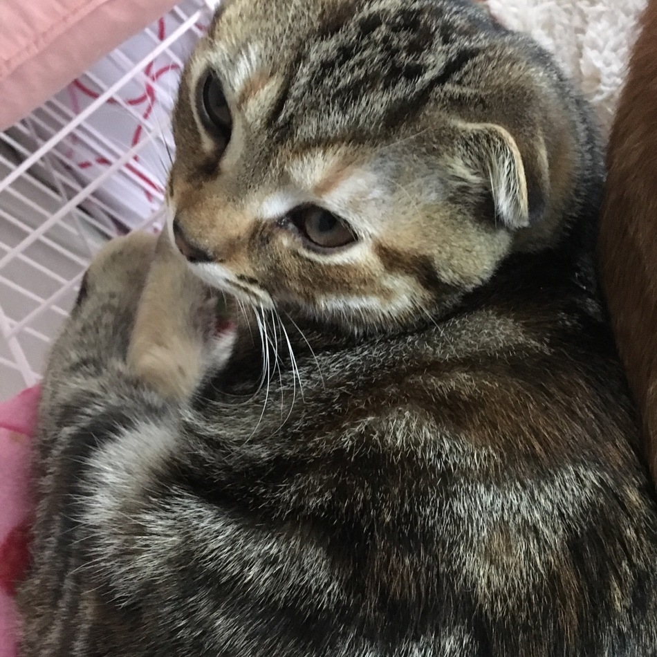 チョコのカバー写真