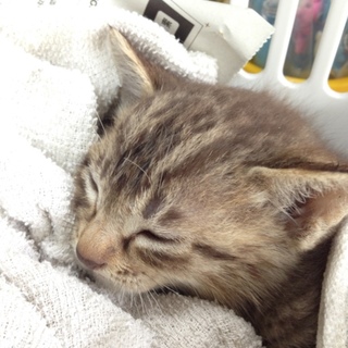 捨てられていました！