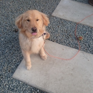 急募!ゴールデンレトリバー♂