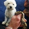 動物未来応援団