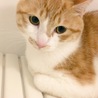 ふかぽん