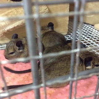 デグー赤ちゃん里親様募集