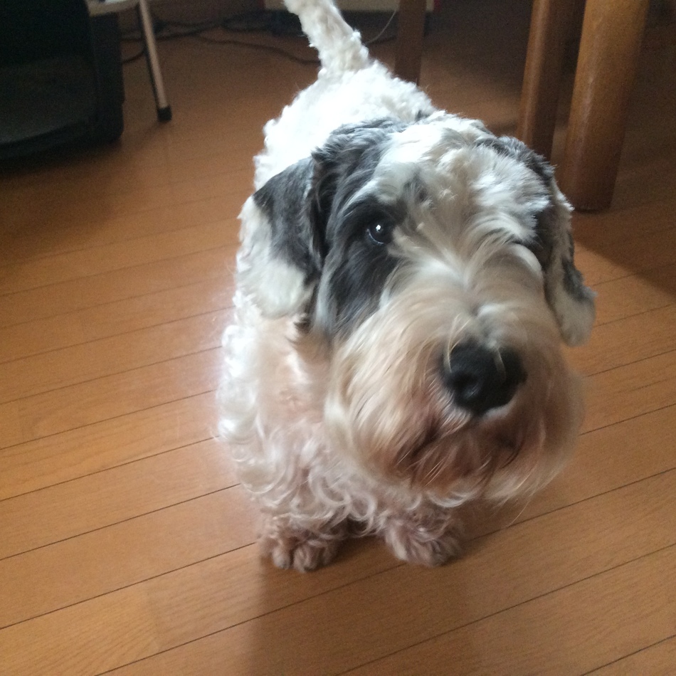 ＢＯＷのカバー写真