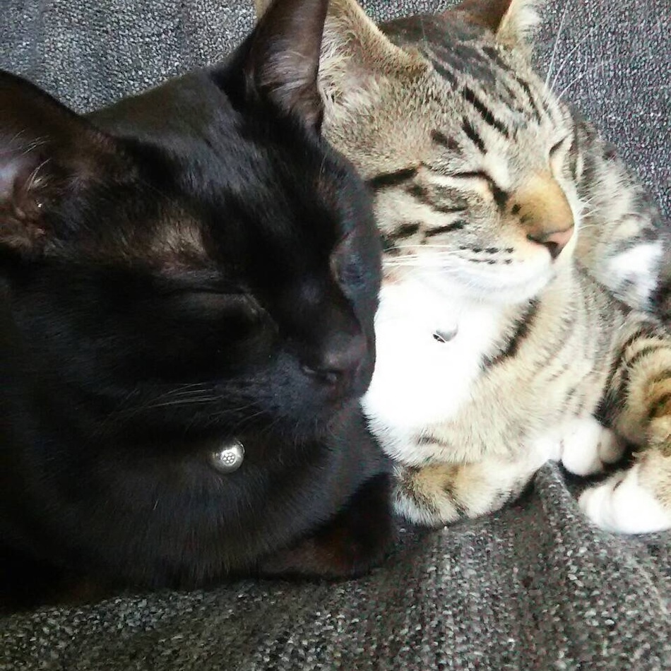 ロコのカバー写真