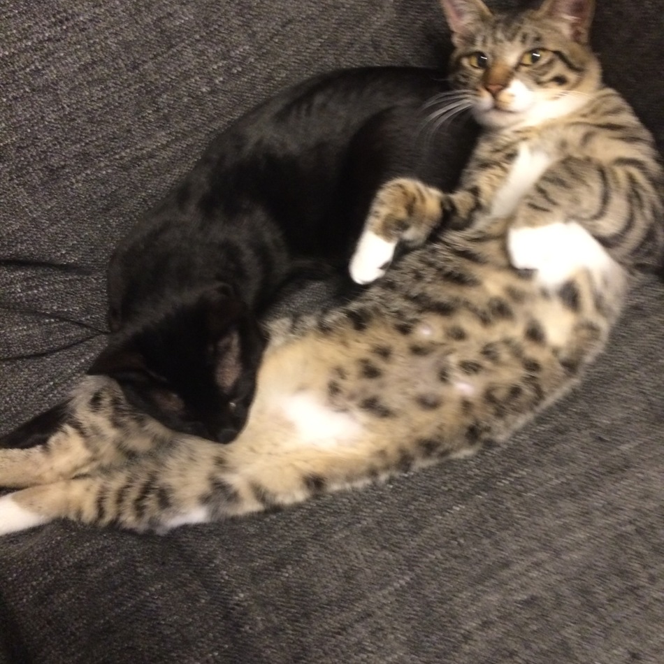 モコのカバー写真