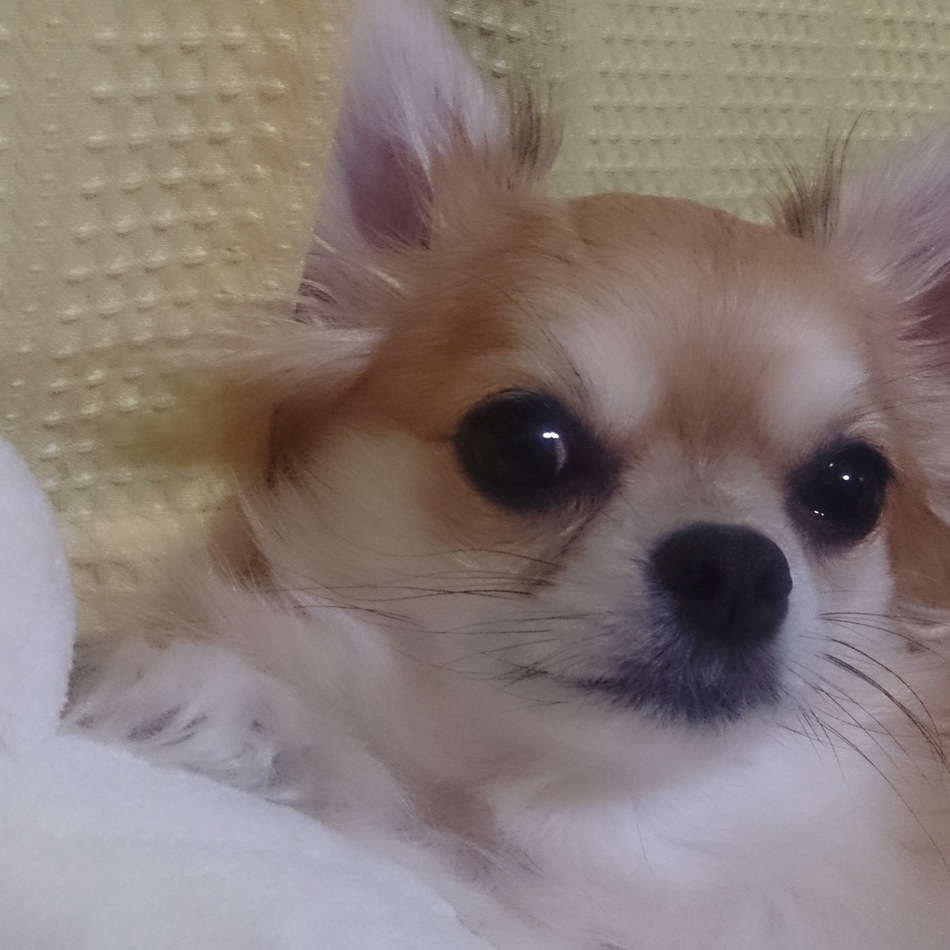 サクラのカバー写真