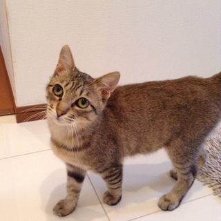 1歳 アビシニアン風こたろう