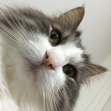 シュシュの写真