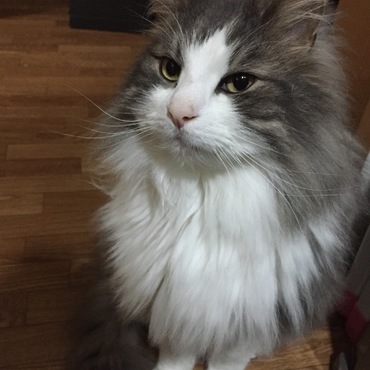 シュシュの写真