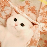 キキ