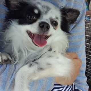 募集中止チワワのりょう君人懐っこい子