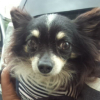 チワワ男の子わたる君