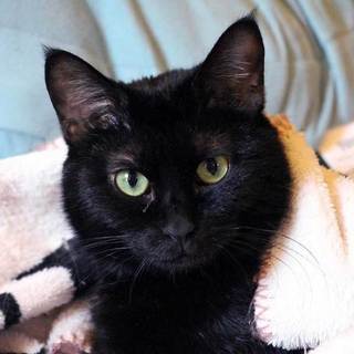 人のことが大好きな黒猫の女の子 「舞」