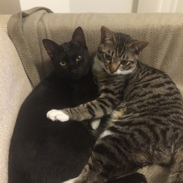 最近の2人。いつも一緒に寝てます