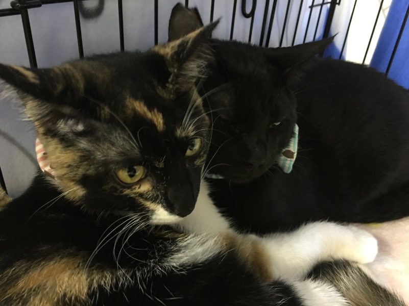 生意気なお顔がかわいい♡黒猫 サムネイル7