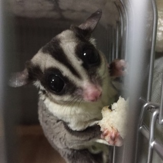 フクロモモンガの里親決定しました