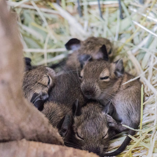 デグーマウス　4匹　応募者多数につき一時締め切り