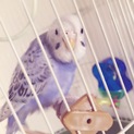 セキセイインコ メス