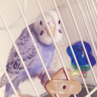 セキセイインコ メス