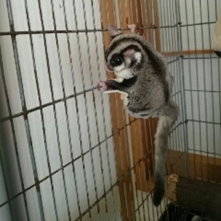 フクロモモンガ里親様募集