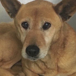 臆病だけど穏やかな性格です！