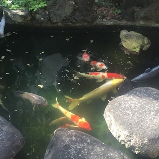 鯉  里親さまが見つかりました=(^.^)=