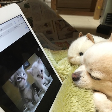子猫と同居の準備
