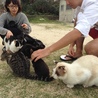 竹富島 コンドイ浜の野良猫