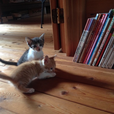 2015年6月生まれの子猫たち