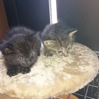 現在、トライアル期間のため応募中断してます。