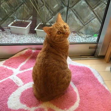 ニャン