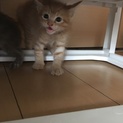 子猫の里親募集中〜