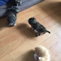 ありがとうございました！