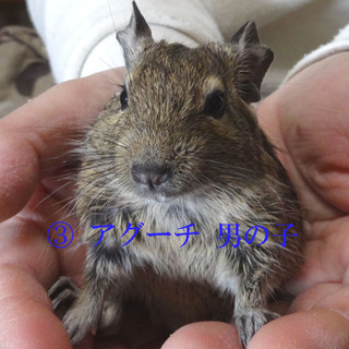 ひとりぼっちになっちゃった可愛いデグーです。