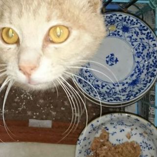ベージュ色少し茶トラ男の子・飼うことにしました