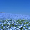 ましょこ