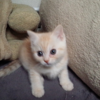 イクラちゃんです！