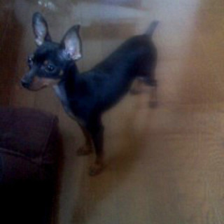 ミニピンの女の子。5か月。