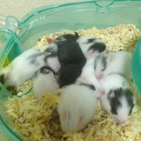 ブチとハナの11匹の子供たち