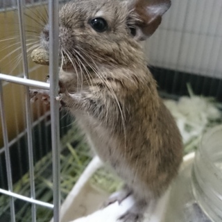 1月25日生まれのデグー
