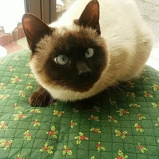 里親募集