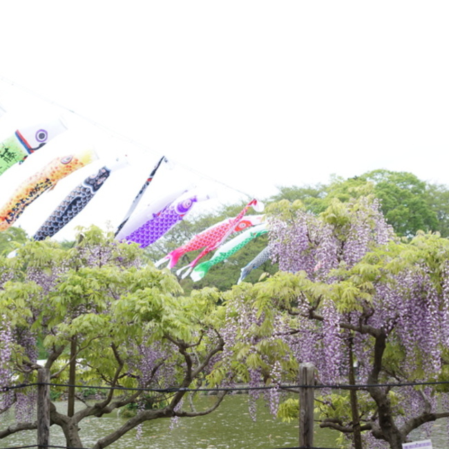 kotoha0502のカバー写真