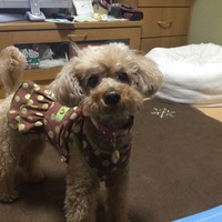 ちょこ