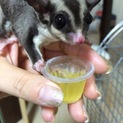 モモンガ