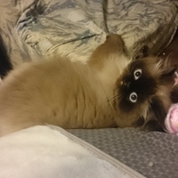 メル