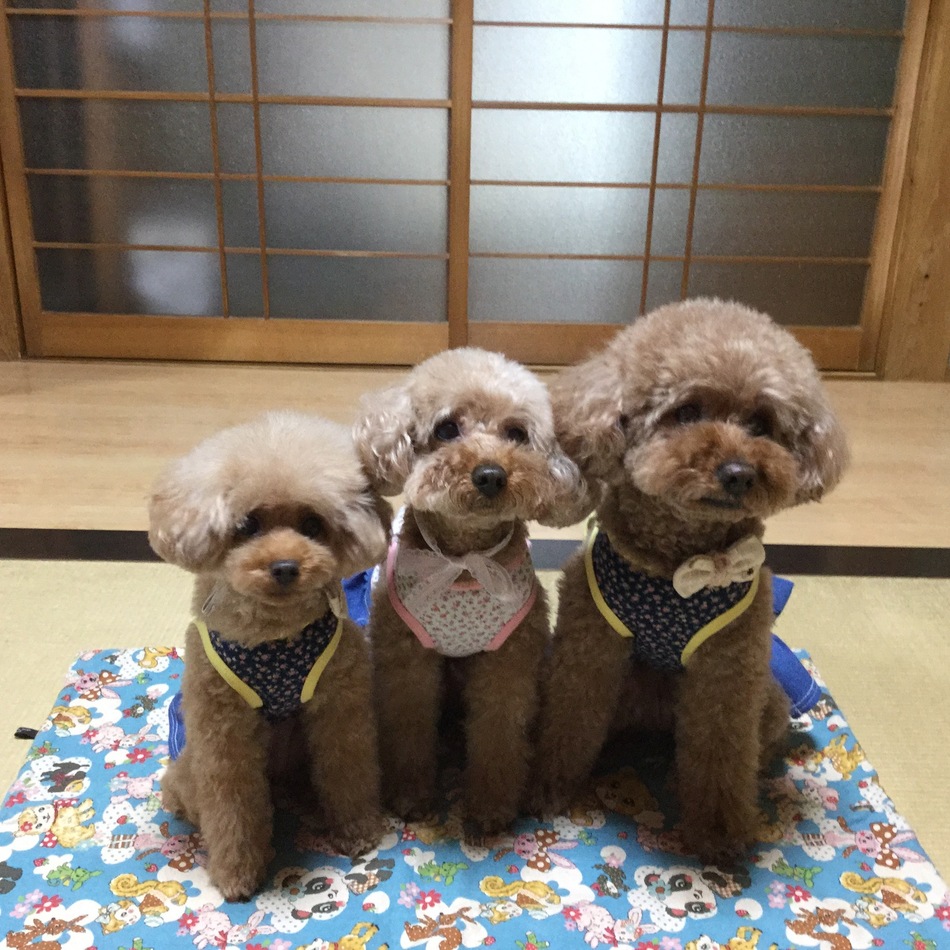みゅうのカバー写真