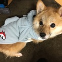 里親募集中です